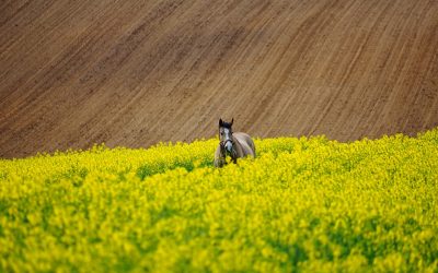 Zaczynając uprawiać dorodne rośliny, musimy dać możliwość im właściwe warunki.